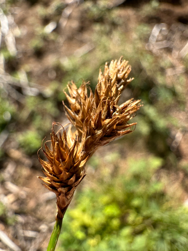 Carex leporina, 2026-09-20