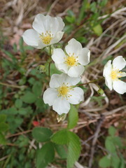 Fragaria viridis