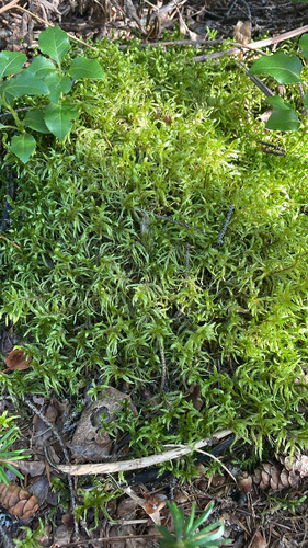 Red-stemmed Feather Moss