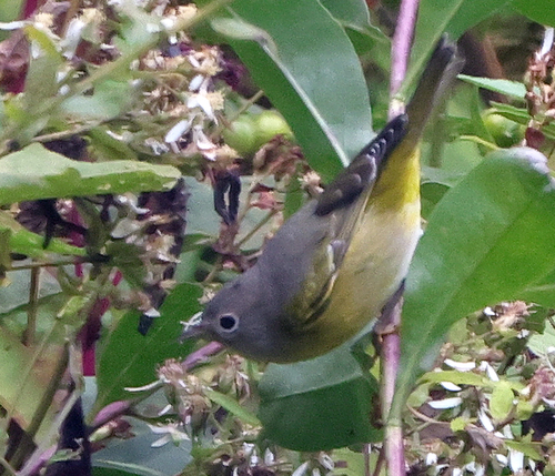Nashville Warbler