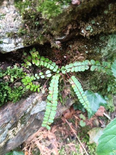 maidenhair spleenwort