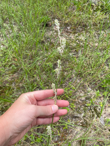 Froelichia floridana, photograph 3