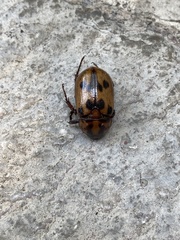 Cyclocephala mafaffa