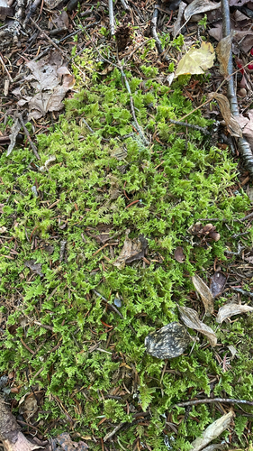 Ostrich-plume Moss
