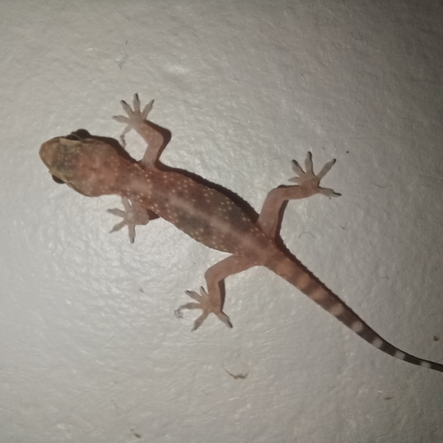 Mediterranean House Gecko