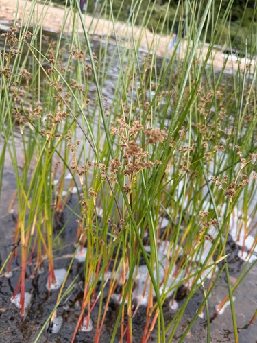 Juncus militaris