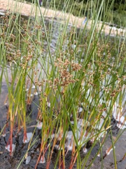 Juncus militaris, photograph author not stated, no rights reserved