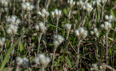 Antennaria neglecta
