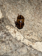 Cyclocephala mafaffa