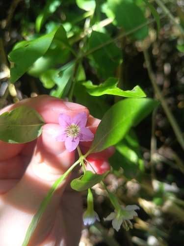 matrimony vine