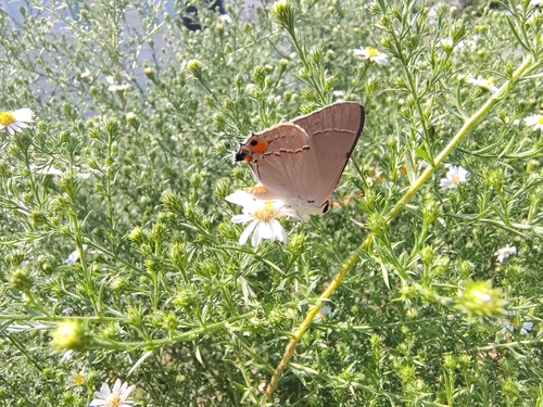 Gray Hairstreak