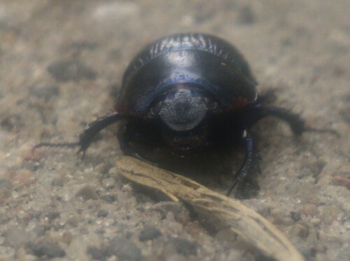 Woodland Dor Beetle