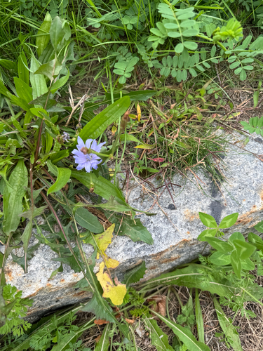chicory