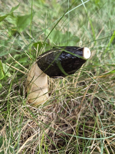 Ravenel's stinkhorn