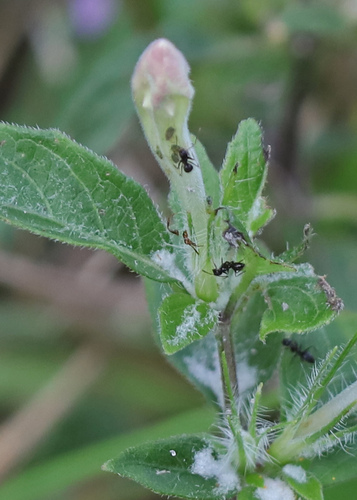 Paratrechina bourbonica observed 2026-09-19