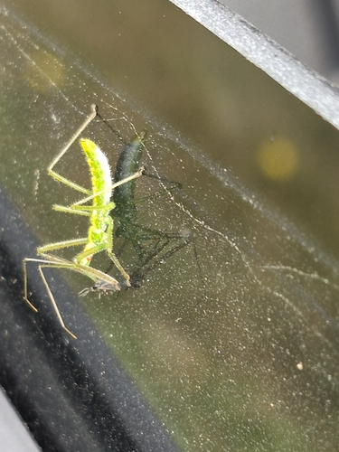 Pale Green Assassin Bug