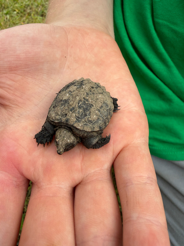 Common Snapping Turtle