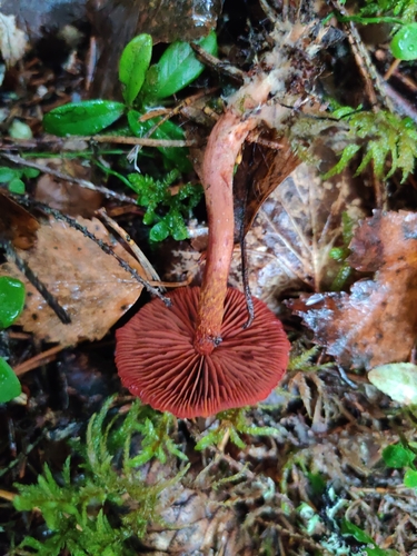 bloodred webcap