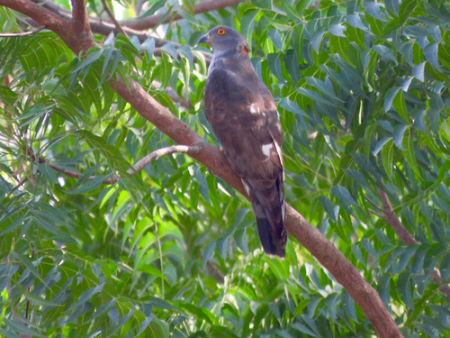 iNaturalist image