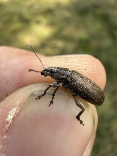 Brachyderes incanus