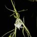 Warty Brassia - Photo (c) Victor De la Cruz, some rights reserved (CC BY)
