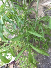 Lepidium sativum