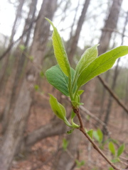 Halesia diptera