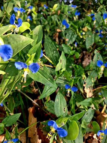 Asiatic dayflower