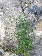 Lepidium sativum