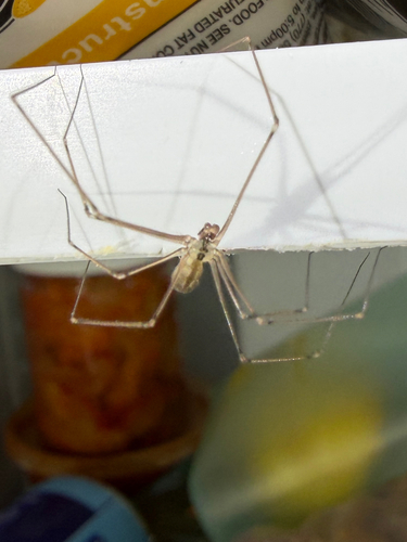 Manuel's Cellar Spider