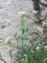 Lepidium sativum