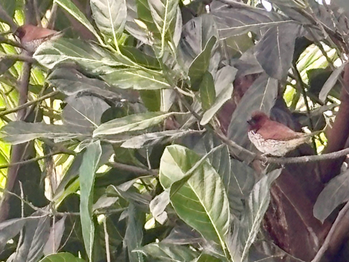 Scaly-breasted Munia