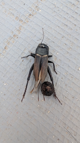 Southern Field Cricket