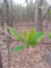 Halesia diptera