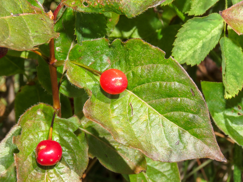 Lonicera alpigena