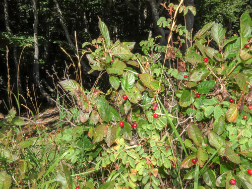 Lonicera alpigena, photograph 1