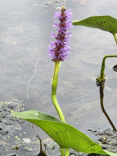 pickerelweed