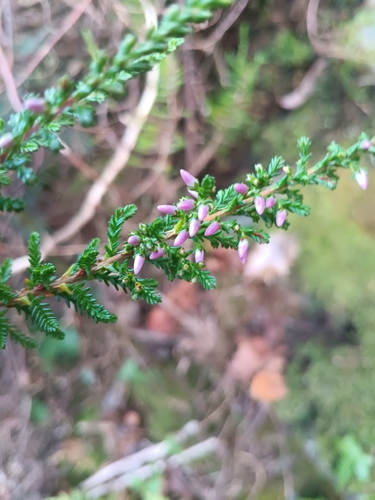 common heather