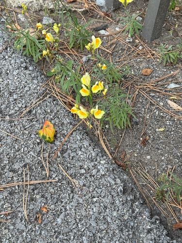 common toadflax