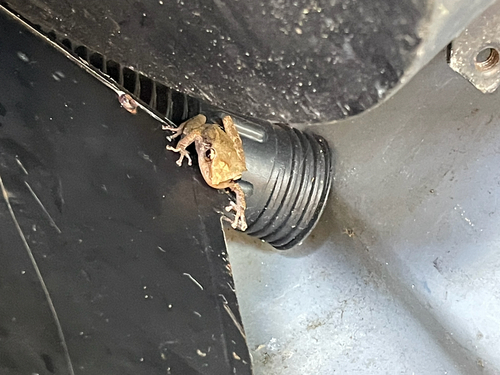 Common Coqui