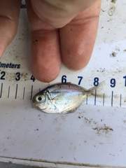 Peprilus triacanthus