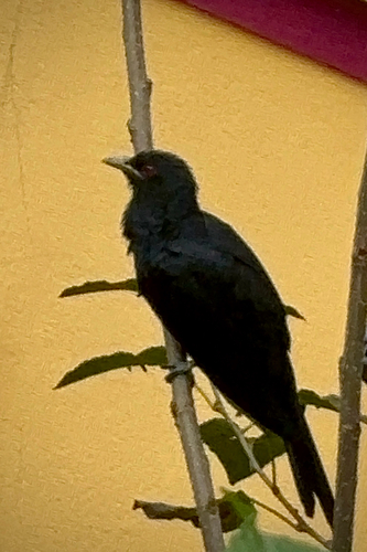 Asian Koel