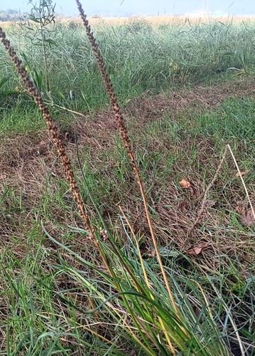 common arrowgrass