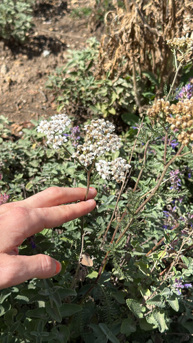 common yarrow
