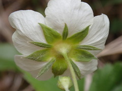Fragaria viridis