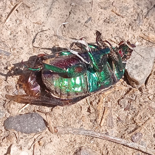 Figeater Beetle