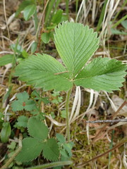Fragaria viridis