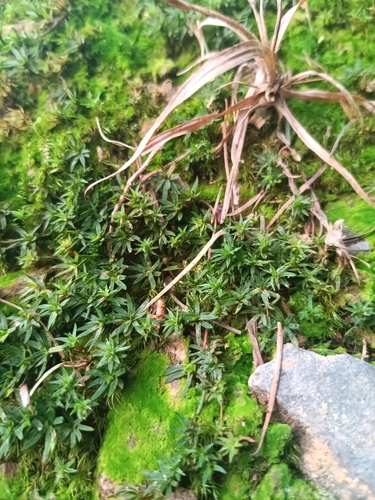 Aloe Haircap