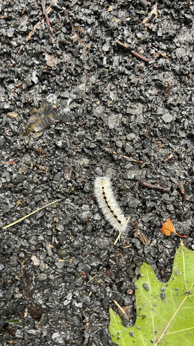 Hickory Tussock Moth