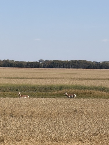 Pronghorn